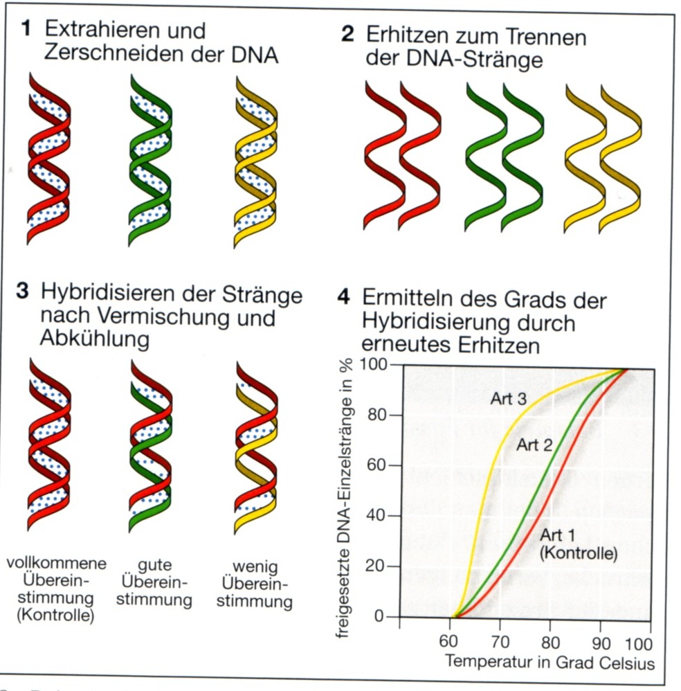 Benutzer:kleine_Frau/Biologie - Vorhilfe.de - Vorhilfe